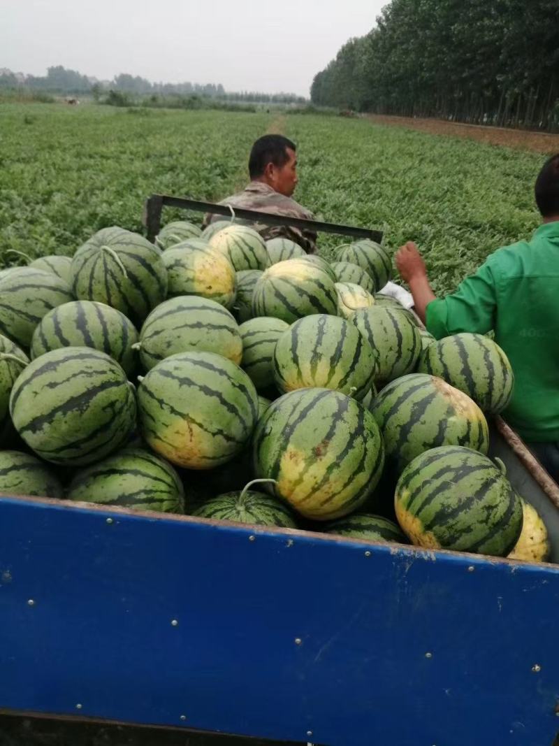 万亩有籽露天美都大量上市