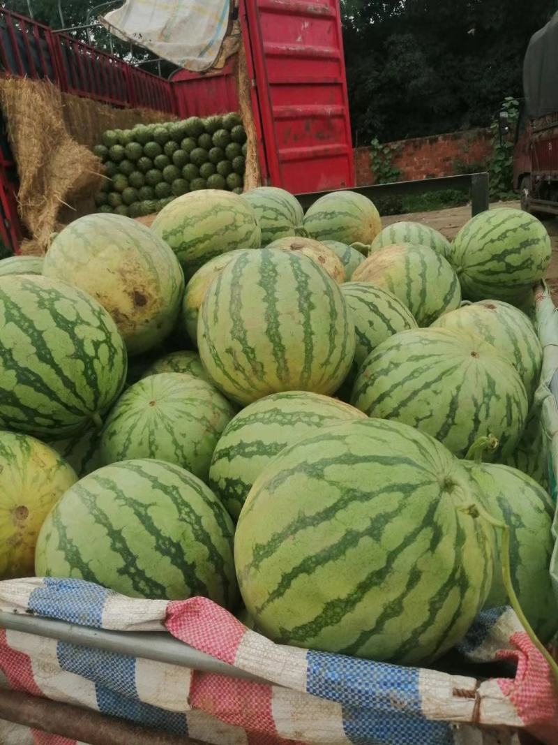 万亩有籽露天美都大量上市