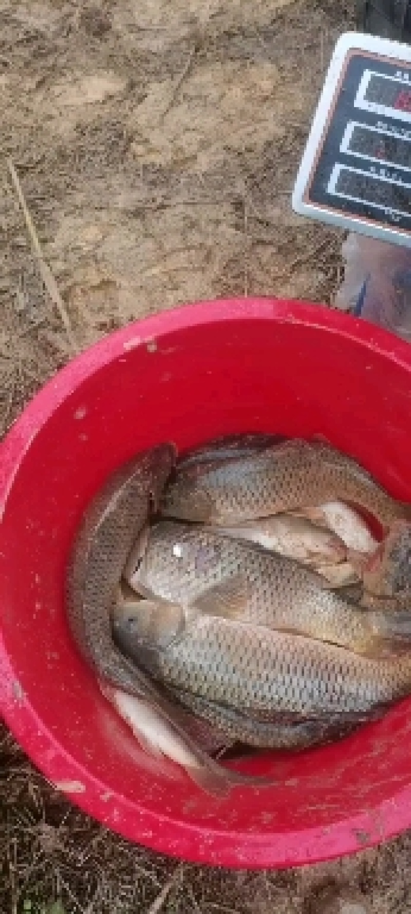 大鲤鱼各种大小规格，长年长期大量有货，。
