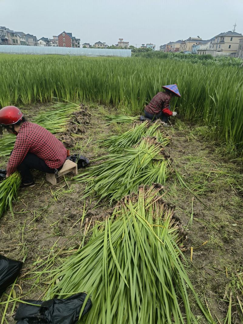 (水菖蒲)现货大量供应