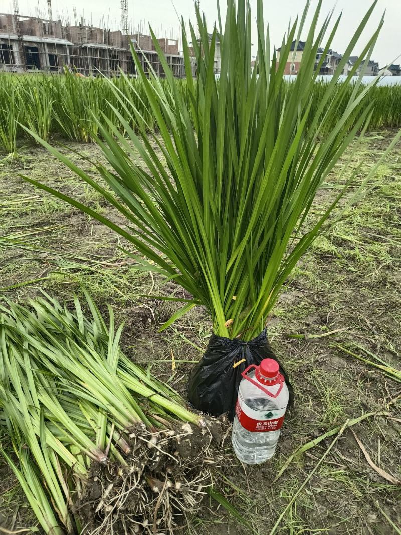 (水菖蒲)现货大量供应