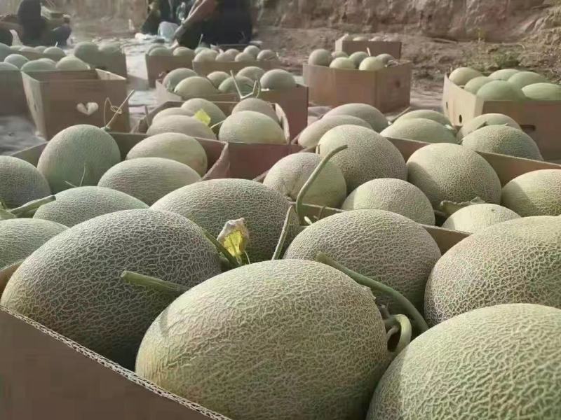 新疆哈密瓜大量上市今年产量低品质好