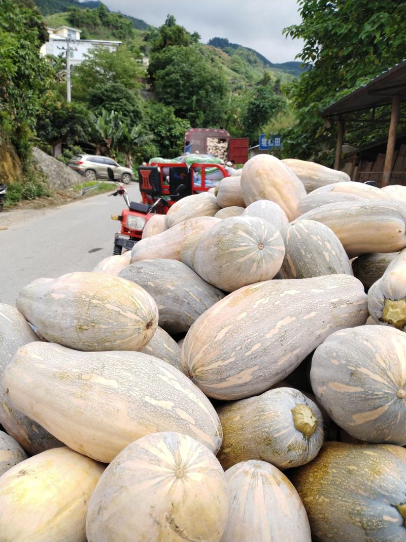 云南健康农场山地蜜本南瓜