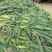 大量出售喂牛羊的玉米青储