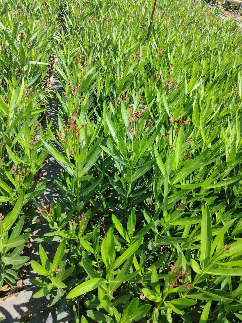 夹竹桃夹竹桃云南基地直供16/16袋苗