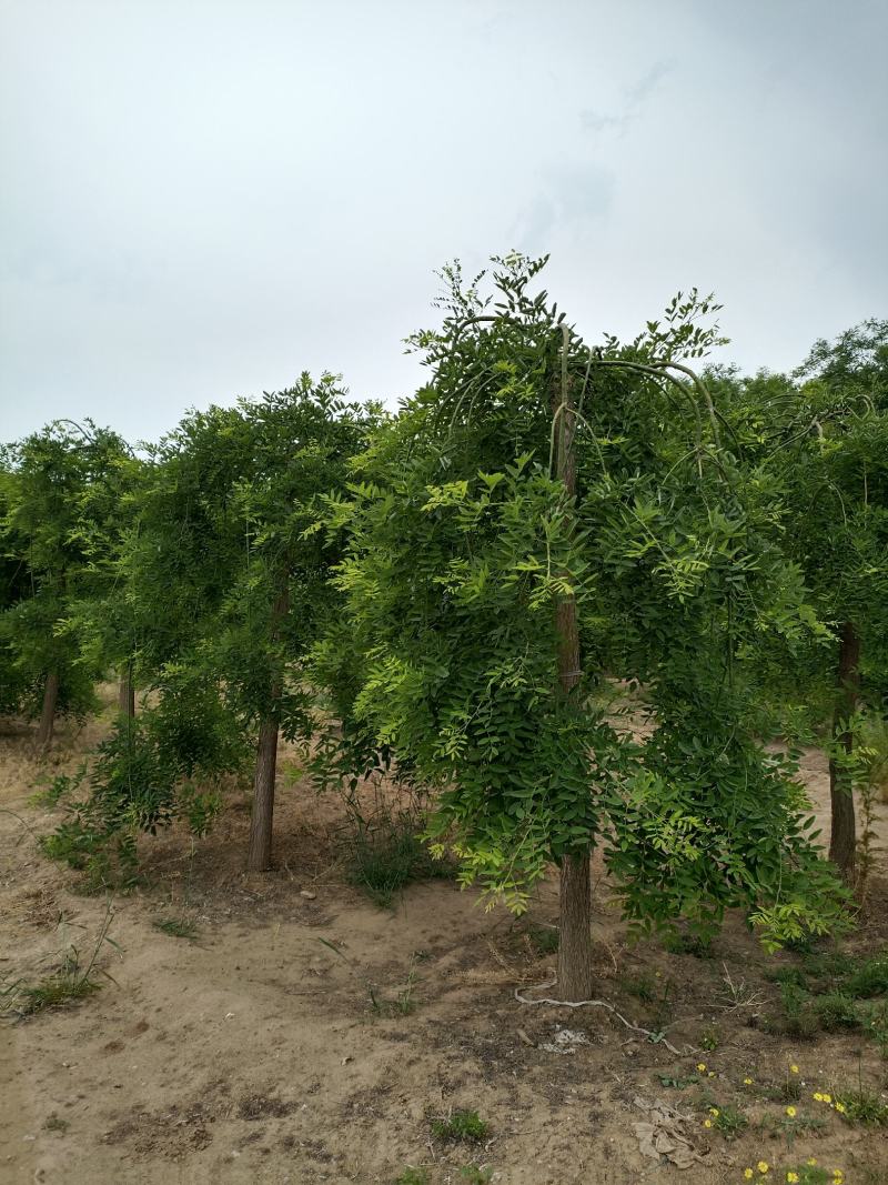 大量供应,8-12公分，龙爪槐，2-3年冠，