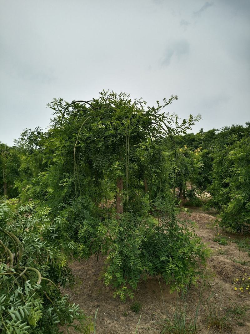 大量供应,8-12公分，龙爪槐，2-3年冠，