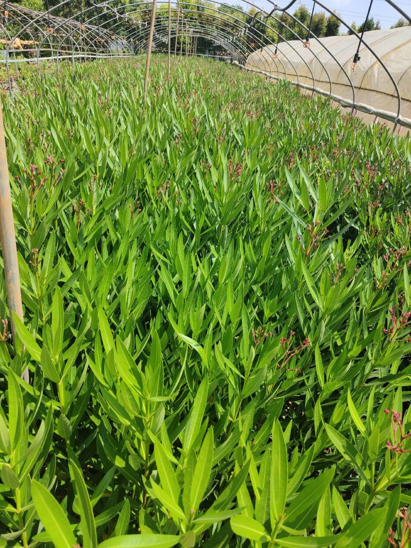 夹竹桃夹竹桃云南基地直供16/16袋苗