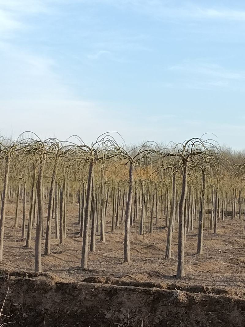大量供应,8-12公分，龙爪槐，2-3年冠，