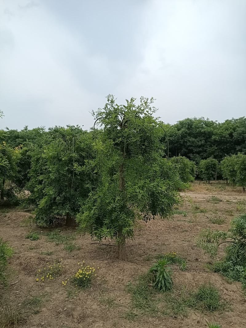 大量供应,8-12公分，龙爪槐，2-3年冠，