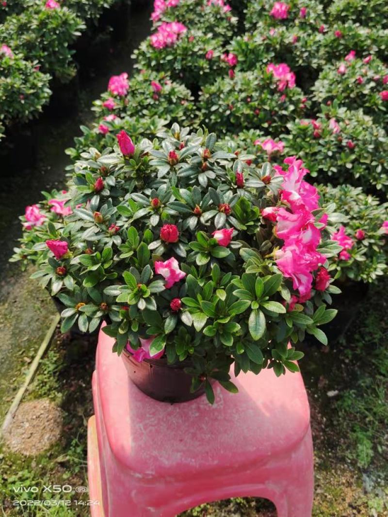 杜鹃花西玛杜鹃花杜鹃花盆栽室内外阳台办公室绿植盆栽