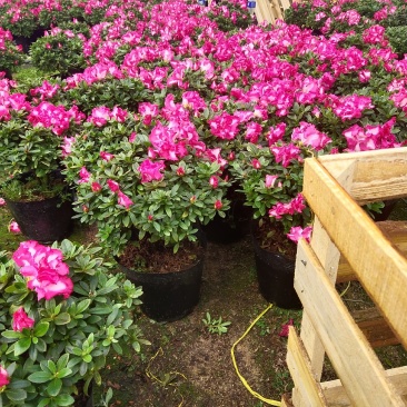 杜鹃花西玛杜鹃花杜鹃花盆栽室内外阳台办公室绿植盆栽