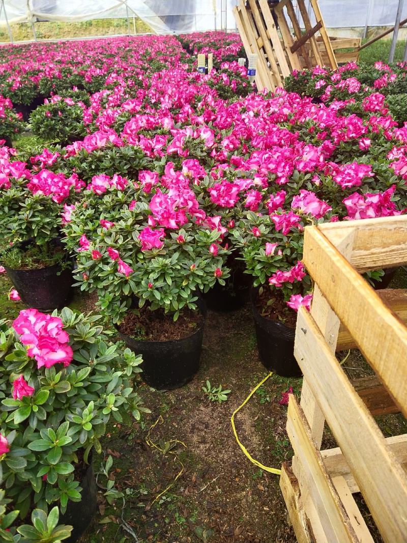 杜鹃花西玛杜鹃花杜鹃花盆栽室内外阳台办公室绿植盆栽
