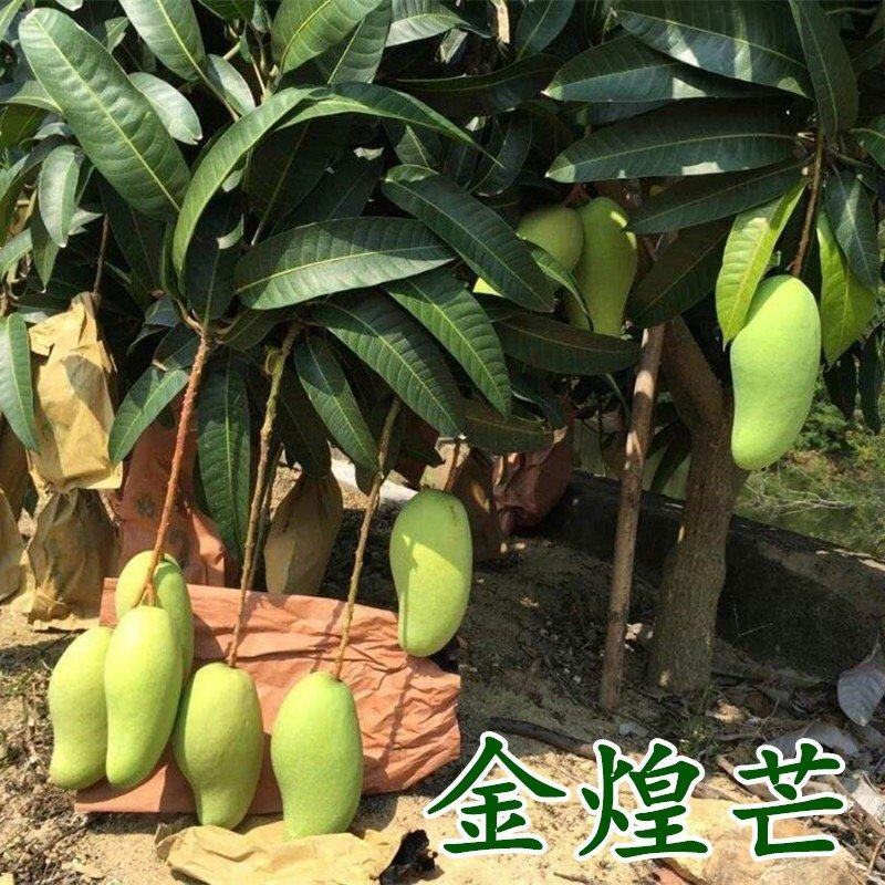 金煌芒果，贵妃芒果嫁接苗，大小规格都有，大量现苗出售