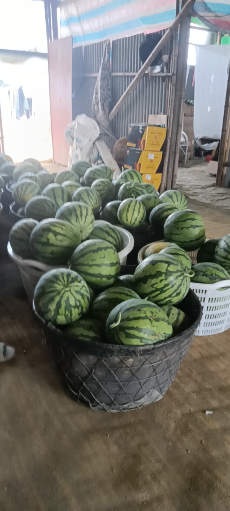 大棚麒麟西瓜
