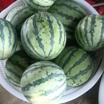 大棚麒麟西瓜
