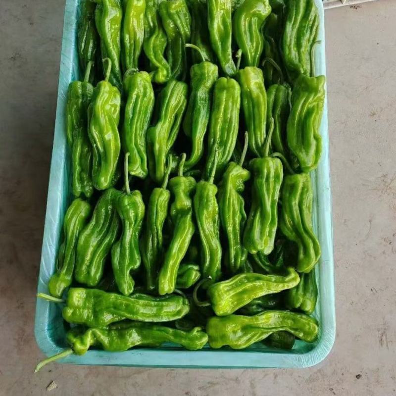 精品线椒，长线椒，兰陵县鲁南蔬菜批发市场大量有货