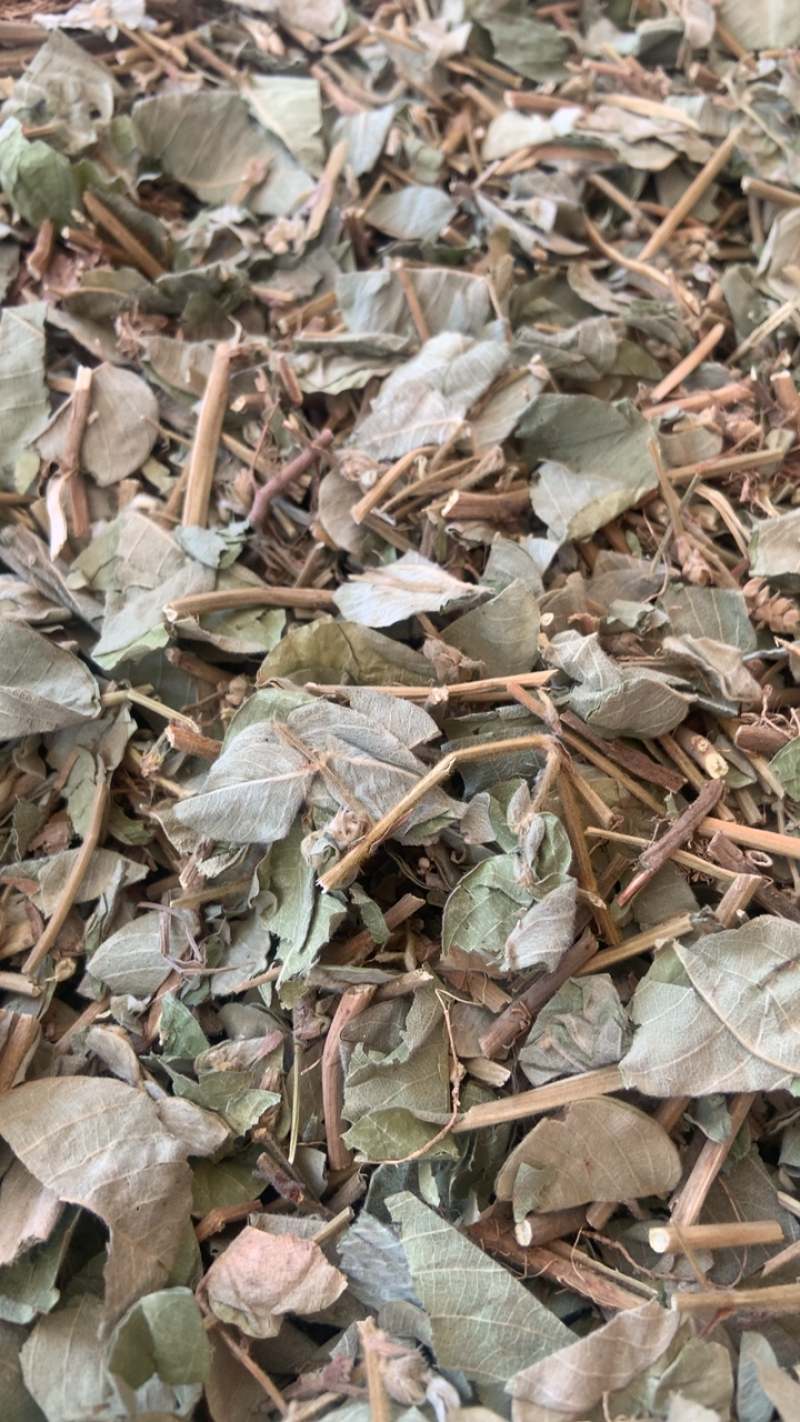 大叶金钱草中药材金钱草无硫熏新货纯手机拍摄量大价格从优