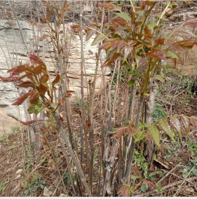 红香椿芽纯野生。质量保证。产地直发。支持线上交易