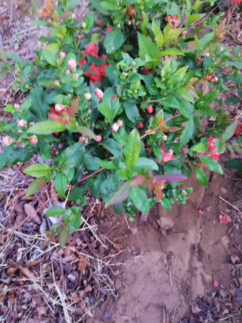 富贵王子，花期就是长，还这么多咕朵呢，自己家苗圃的。