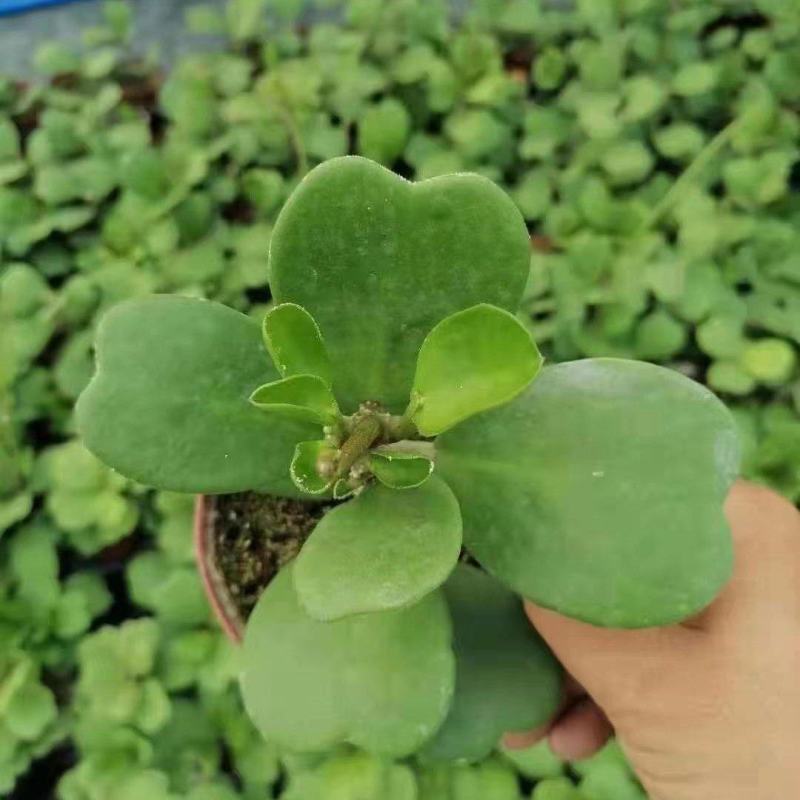 青叶心形球兰锦110盆花叶球兰
