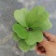 青叶心形球兰锦110盆花叶球兰