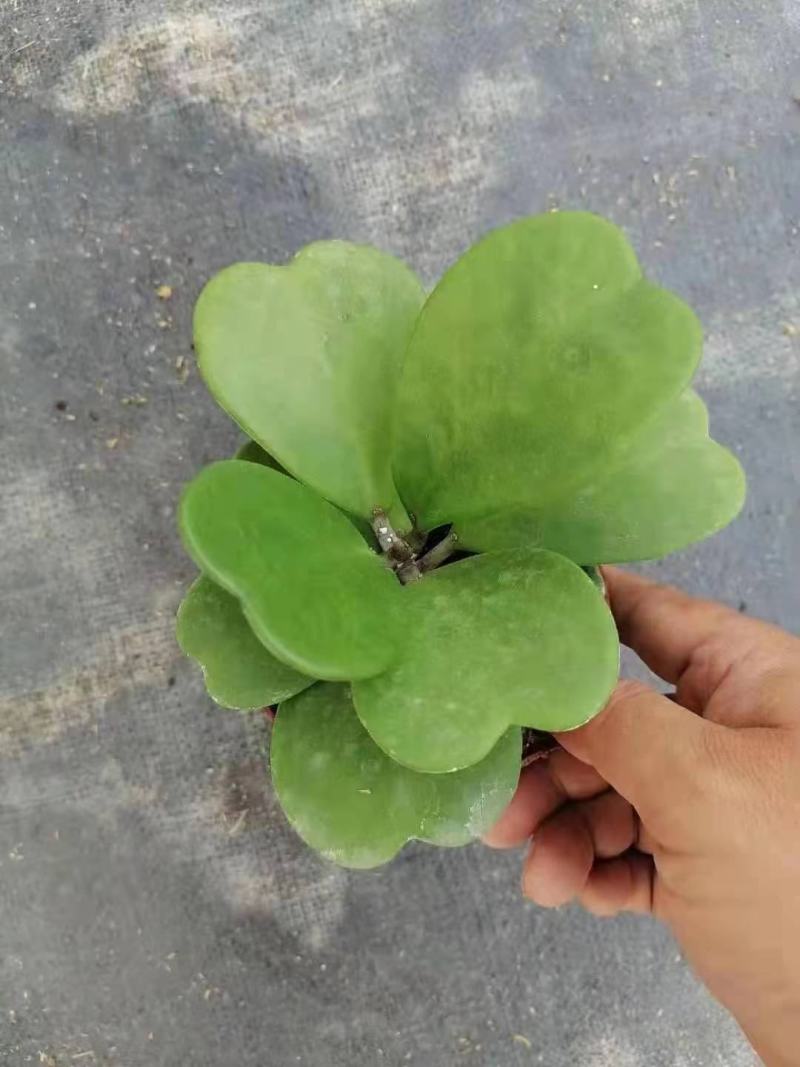 青叶心形球兰锦110盆花叶球兰