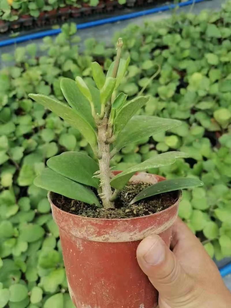 青叶心形球兰锦110盆花叶球兰