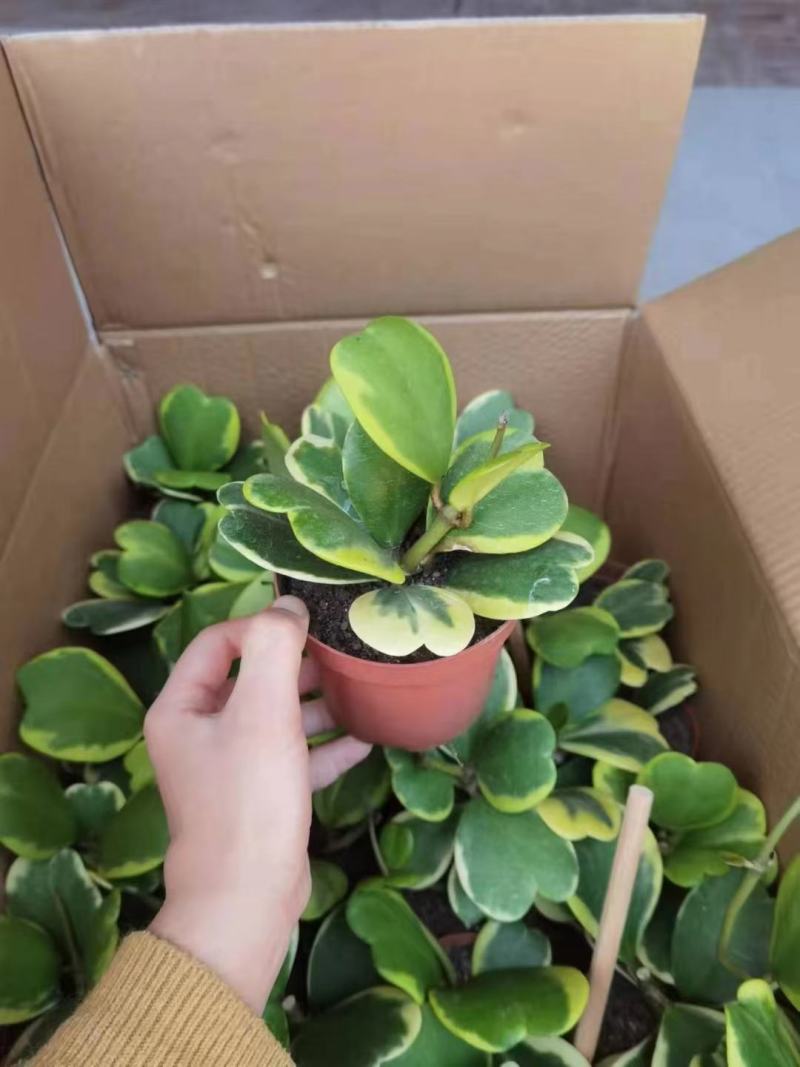 青叶心形球兰锦110盆花叶球兰