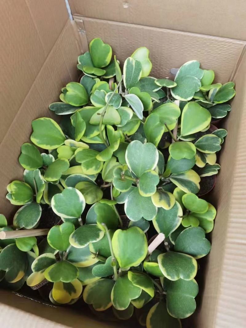 青叶心形球兰锦110盆花叶球兰
