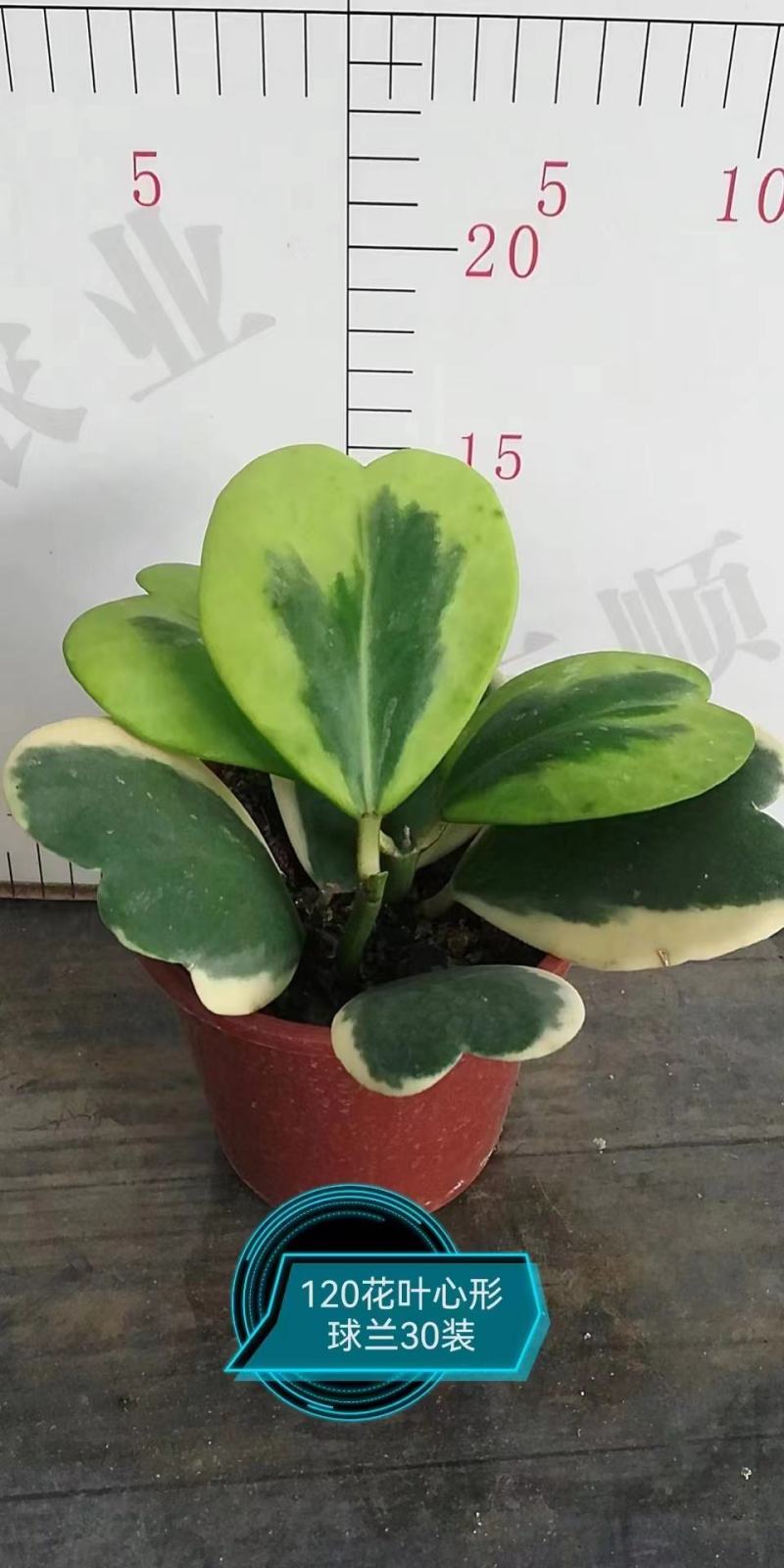 青叶心形球兰锦110盆花叶球兰