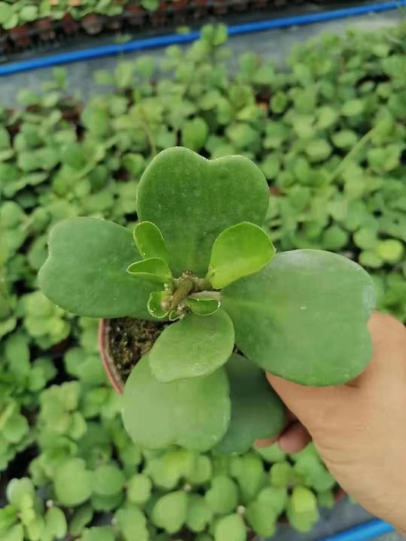 青叶心形球兰锦110盆花叶球兰
