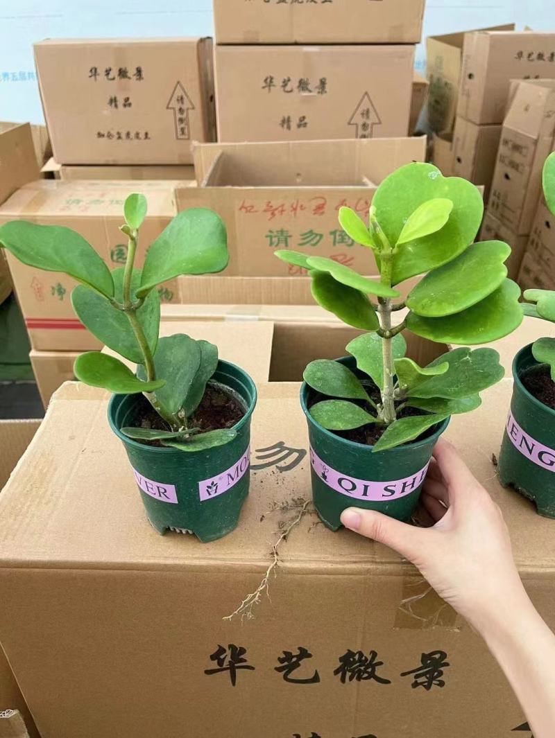 青叶心形球兰锦110盆花叶球兰