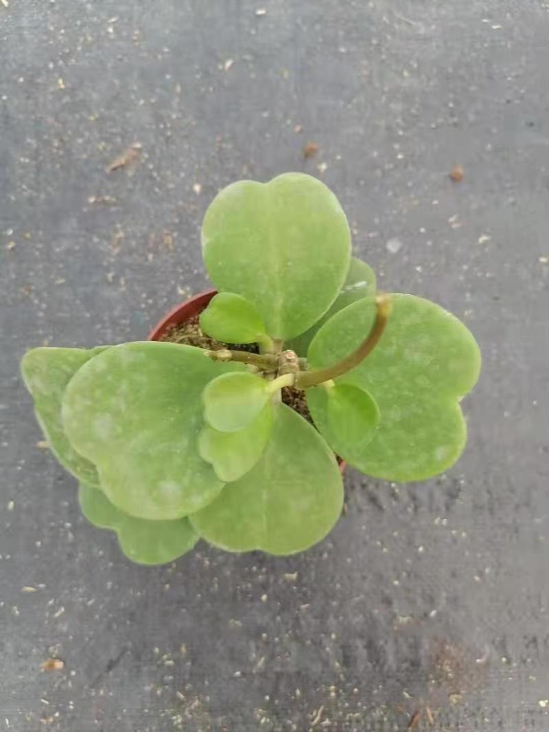 青叶心形球兰锦110盆花叶球兰