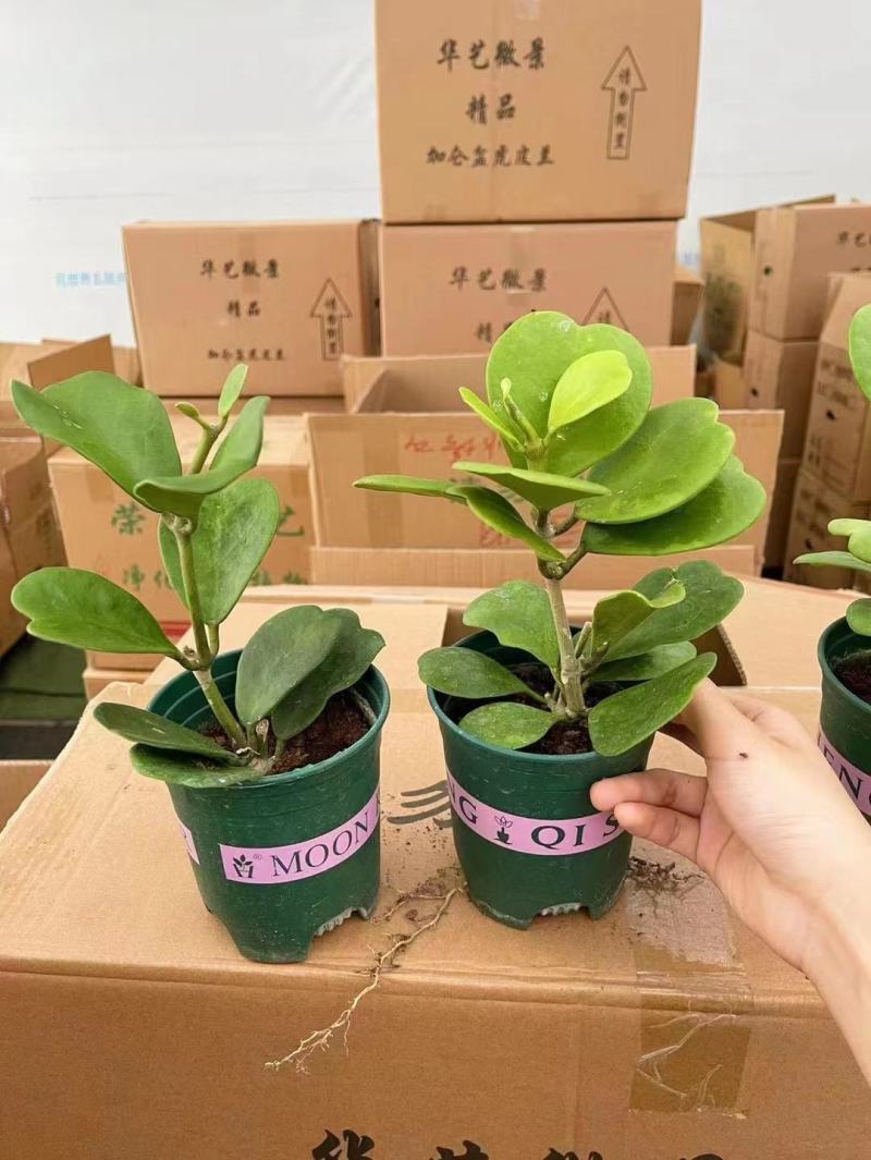 青叶心形球兰锦110盆花叶球兰