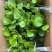 青叶心形球兰锦110盆花叶球兰