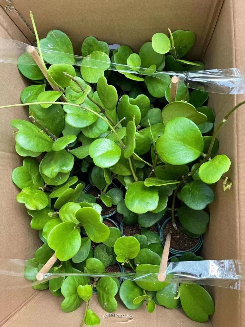 青叶心形球兰锦110盆花叶球兰