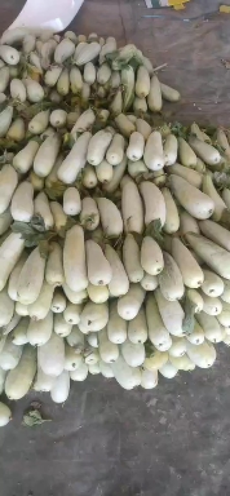 头茬吊秧羊角蜜博洋61质量上乘代收代发