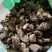 地道漏芦干货切片量大优惠2斤起包邮
