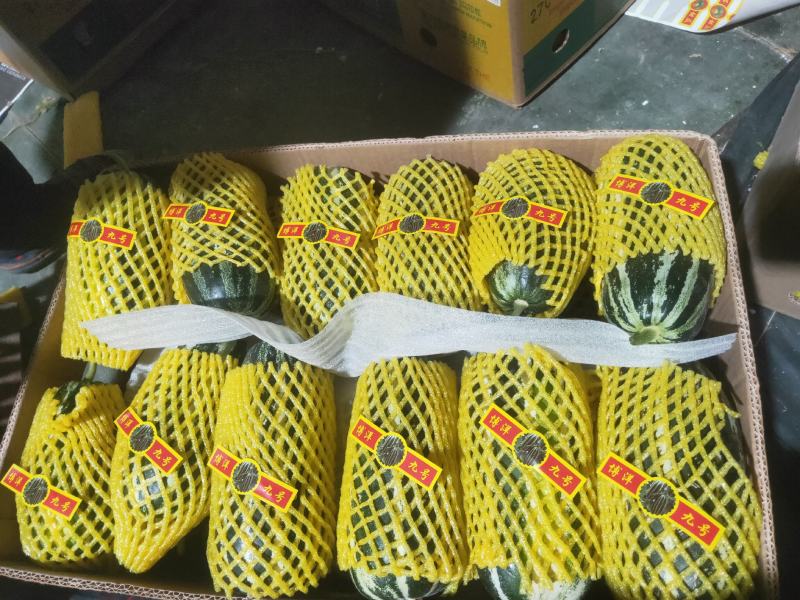 博洋9号甜瓜大量上市对接市场超市