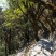 紫鹃普洱生态精品茶、十年荒山头春头采！雲极岚荘、盛飨健康