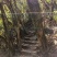 紫鹃普洱生态精品茶、十年荒山头春头采！雲极岚荘、盛飨健康