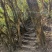 紫鹃普洱生态精品茶、十年荒山头春头采！雲极岚荘、盛飨健康