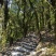 紫鹃普洱生态精品茶、十年荒山头春头采！雲极岚荘、盛飨健康