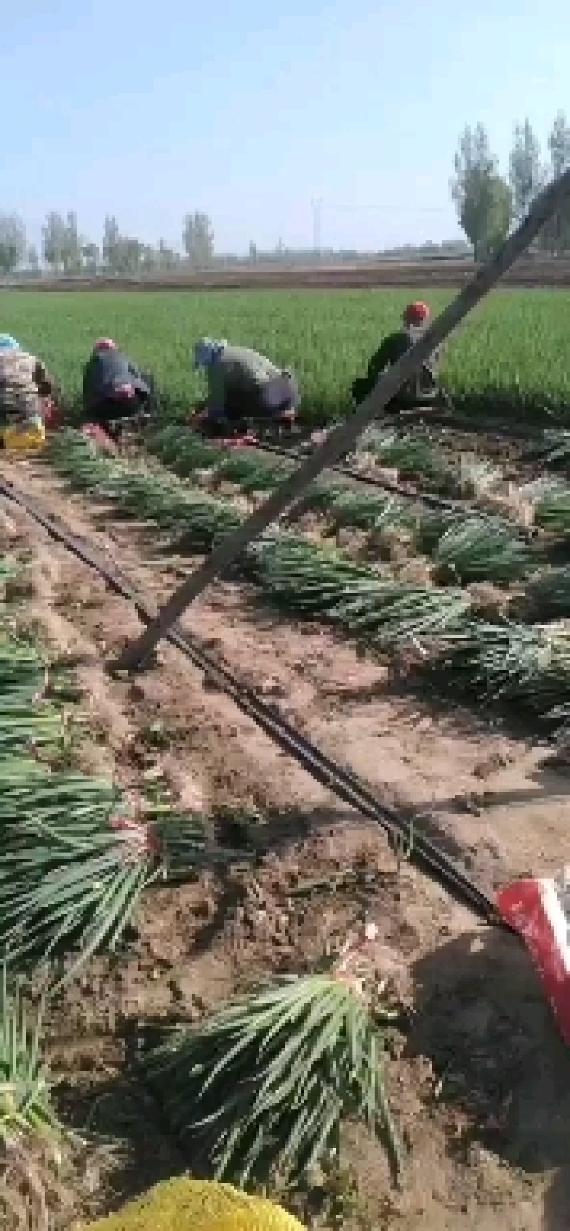 新民产地直供优质优品葱栽子