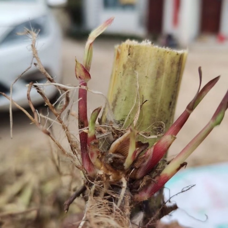 四季皇竹草，台湾甜象草，高产牧草王，鱼鸡鸭鹅牛羊马猪爱吃