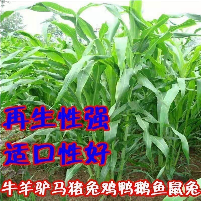 四季皇竹草，台湾甜象草，高产牧草王，鱼鸡鸭鹅牛羊马猪爱吃