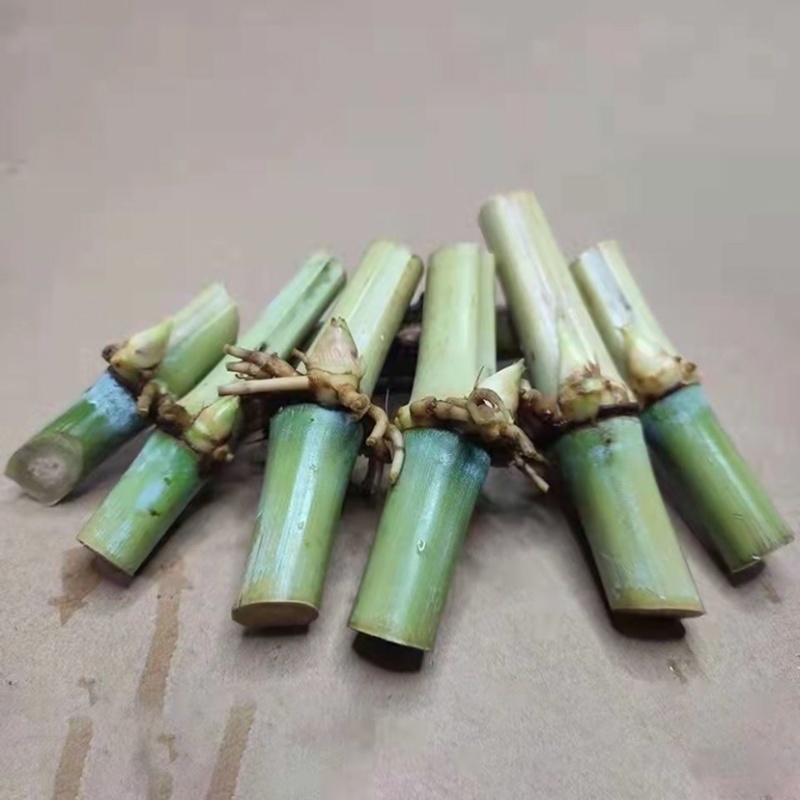 四季皇竹草，台湾甜象草，高产牧草王，鱼鸡鸭鹅牛羊马猪爱吃