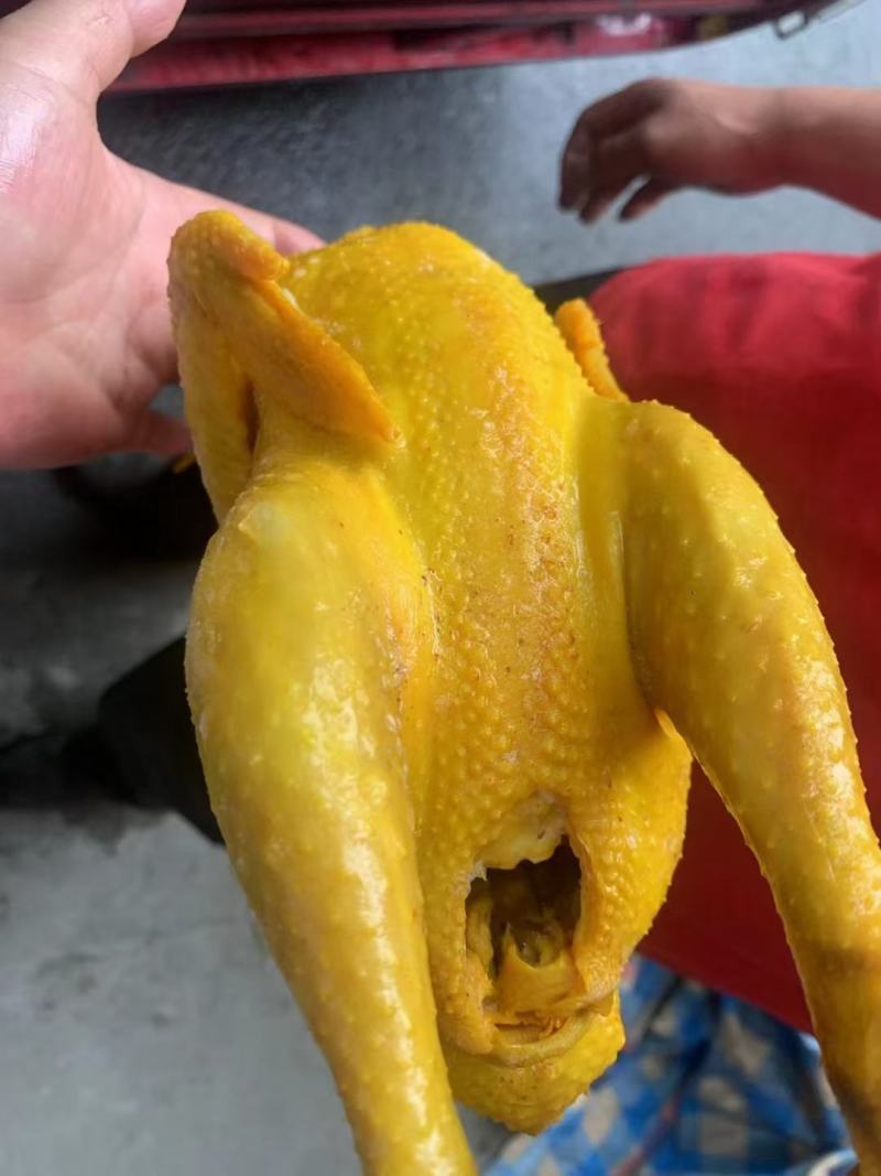 正宗三黄鸡整只冷冻鸡肉手撕盐局鸡真空古法鸡