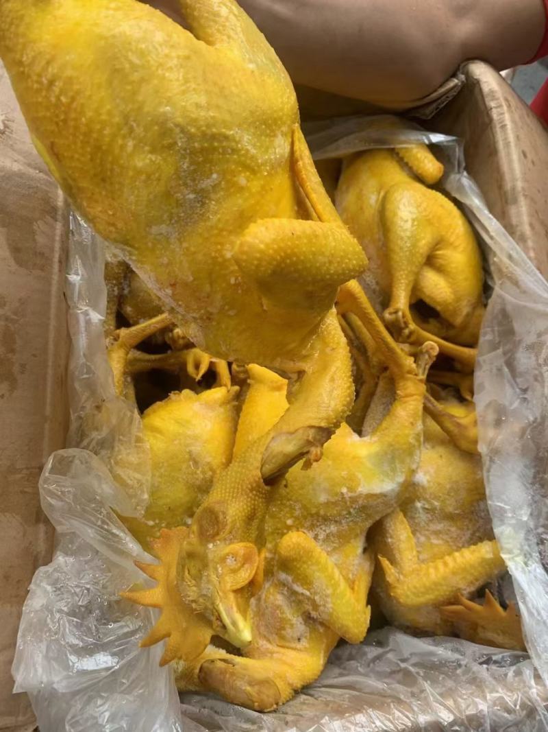 正宗三黄鸡整只冷冻鸡肉手撕盐局鸡真空古法鸡